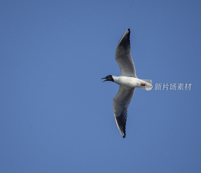 黑头鸥，Chroicocephalus ridibundus，在晴朗的蓝天下飞行时发出叫声